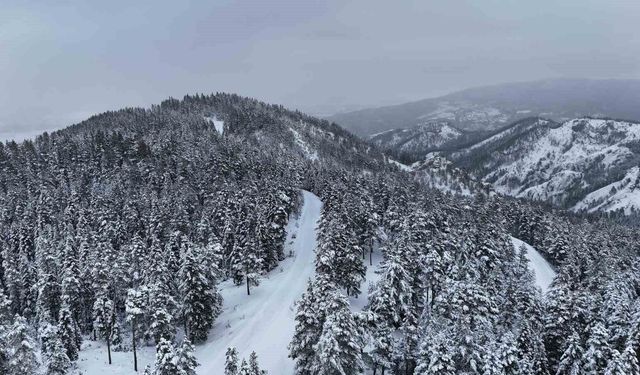 Kastamonu ormanlarında kış güzelliği