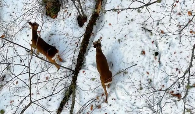 Kastamonu'da kar altındaki karacalar dron ile görüntülendi