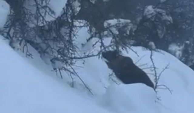 Kastamonu'da kış uykusuna yatamayan bozayı kamerada