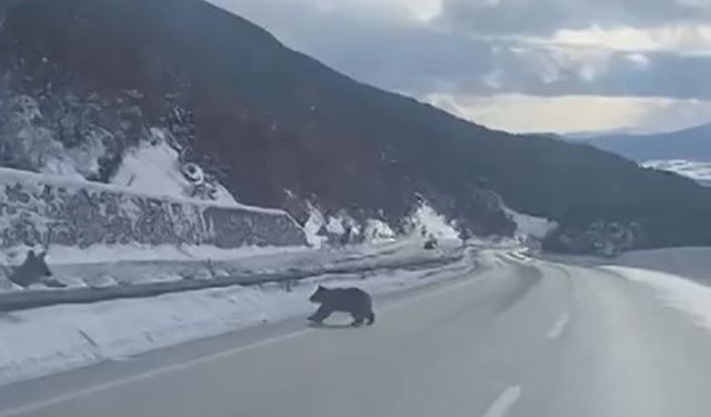 Küre’de bozayılar karla mücadele etti