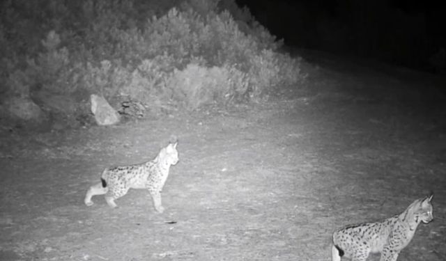 'Ormanın hayaleti' vaşak görüntülendi