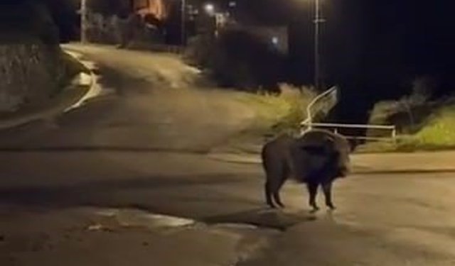 Yaban domuzları yerleşim alanında yiyecek aradı