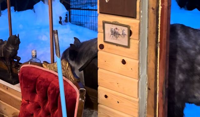 Yabani yılkı atları evine kadar geldi