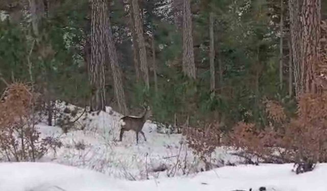Yiyecek arayan yaban hayvanları karlı yollara indi