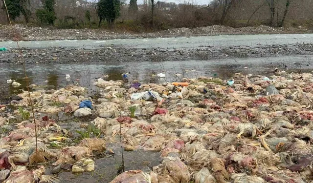 Alaplı’da çay yatağında onlarca ölü tavuk bulundu