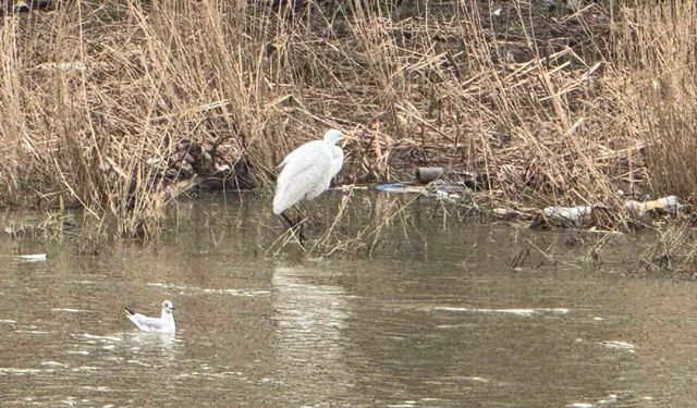 Alaplı Çayı'nda göç hareketliliği başladı