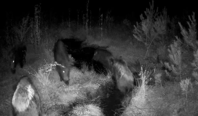 Bolu yaylalarında yaban hayatı fotokapanlarla kaydedildi
