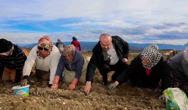 AB tescilli Taşköprü sarımsağında ekim sezonu başladı