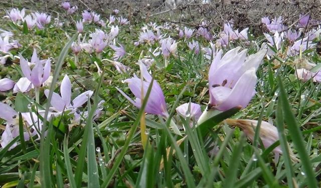 Baharın habercisi çiğdemler yüzünü gösterdi