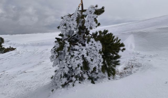 Göynük’te Sibirya soğukları: Ağaçlar buz tuttu