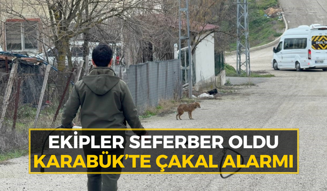 Karabük'te çakal panik yarattı!