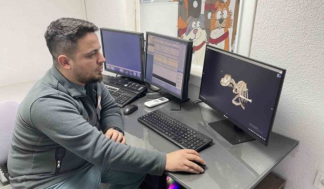 Zonguldak'ta sokak köpeği elektro kemoterapiyle iyileşti