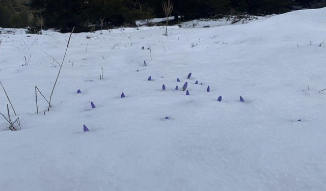 Bolu'da Açan Çiğdemler Kar Altında Kaldı