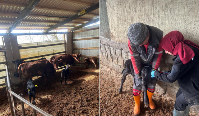 Bakanlık destekli proje ile hayvancılık gelişiyor