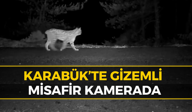 Safranbolu'da Görüntülenen Sessiz Avcı