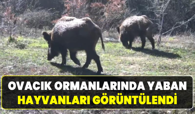 Yiyecek arayan yaban hayvanları fotokapana takıldı