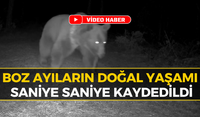 Safranbolu Ormanlarında Ayı Ailesi Fotokapana Yansıdı
