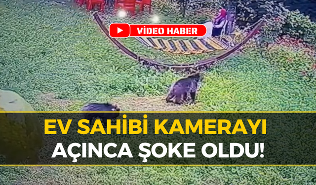 Karabük’te Bahçeye Giren Ayılar Korkuttu! İşte O Anlar