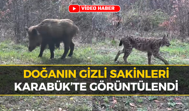 Karabük’te Yaban Hayatı Fotokapana Yansıdı