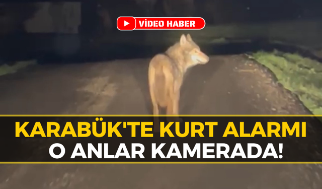 Karabük’te Köye İnen Kurt Korkuttu!