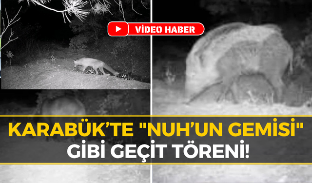 Karabük Ormanlarında Vahşi Yaşamın Gizli Görüntüleri
