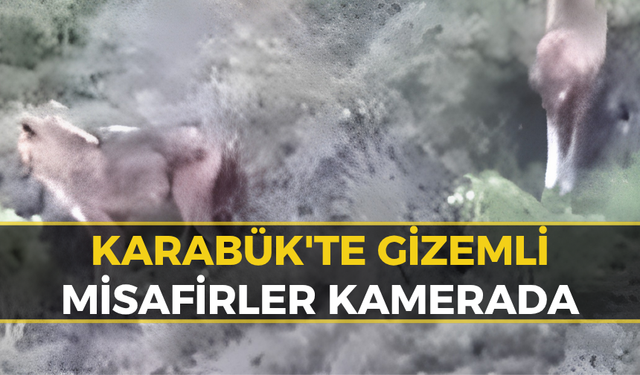 Karabük'te Kekik Toplamaya Gitti, Kayalıklarda Onları Gördü
