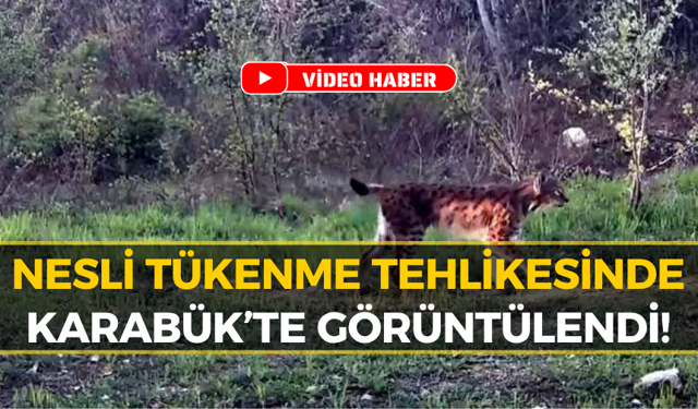 Karabük'te Nadir Tür Vaşak Saniye Saniye Kaydedildi
