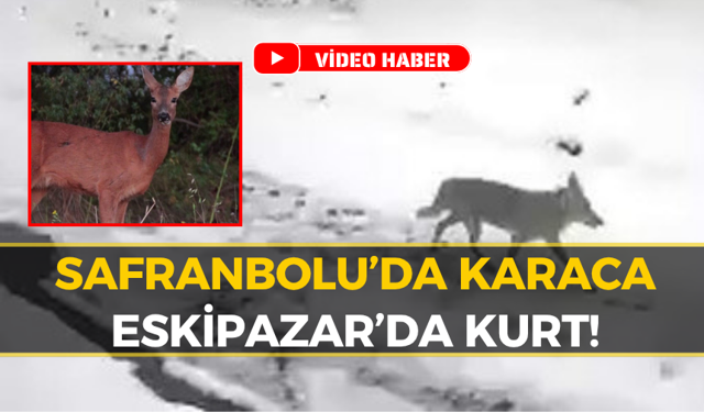 Karabük Ormanlarında Hareketli Dakikalar: İşte O Anlar
