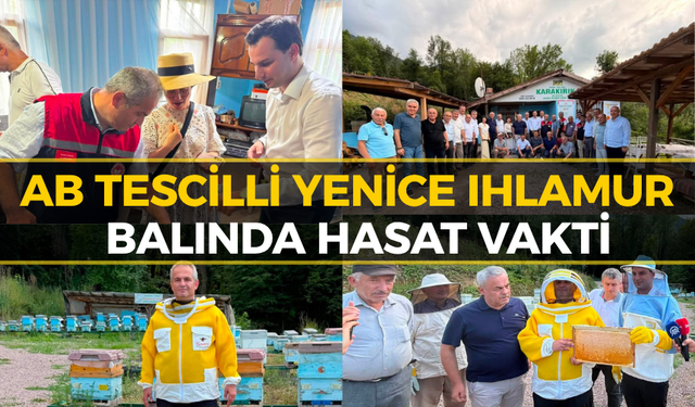 AB Tescilli Yenice Ihlamur Balında Hasat Heyecanı