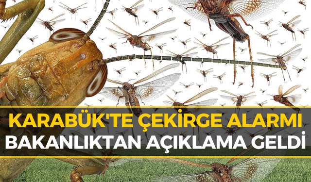 Karabük'te Görülen Çekirgeler Korkutmuştu! Bakanlık Gerçeği Açıkladı