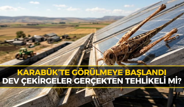 Dev Çekirgeler Tehlikeli mi, Isırığı Ölümcül mü? Uzmanlardan Açıklama...