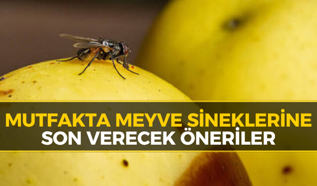 Karabük Mutfaklarında Meyve Sineği Kabusuna Son Çözüm