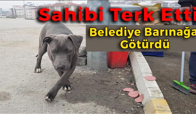 Karabük’te Yavru Pitbull Köpeği Sokağa Terk Edildi