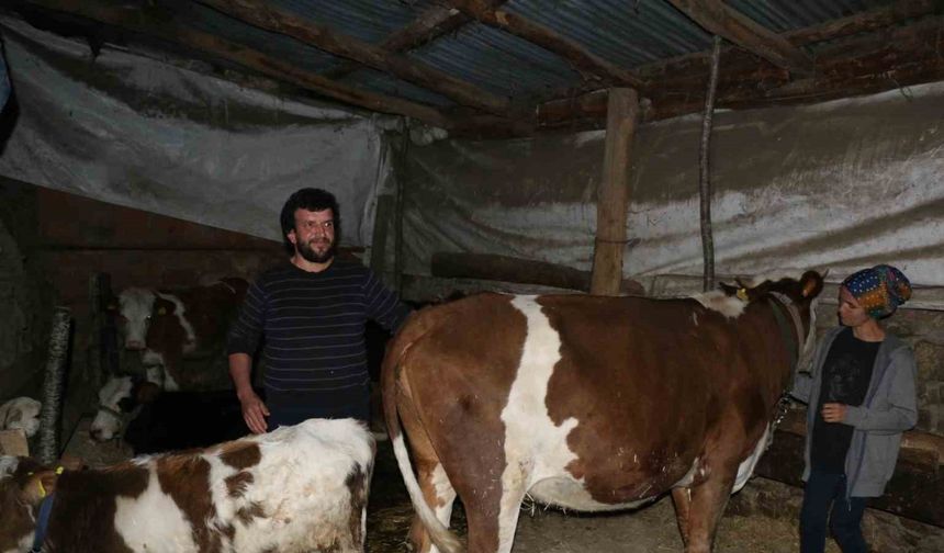 İneklerinin 4 ay başkasının üzerine kayıtlı olduğunu öğrenince şok oldu