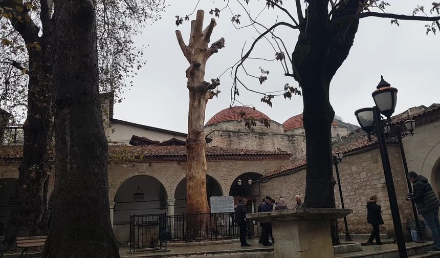 350 Yıllık Ağaç Topluma Yeniden Kazandırıldı