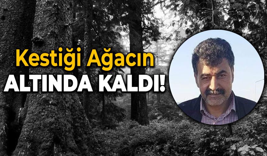 Kestiği Ağacın Altında Kalarak Hayatını Kaybetti