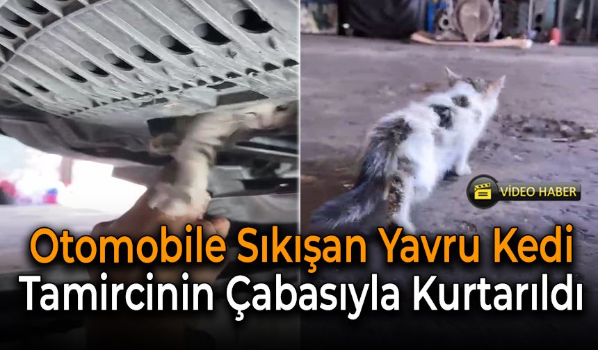 Mahsur Kalan Yavru Kedi Tamirci Operasyonuyla Kurtarıldı!