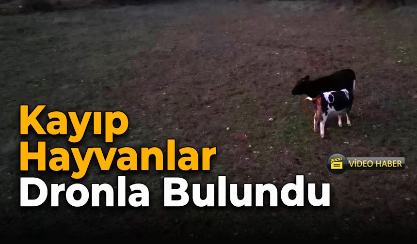 Safranbolu’da Kaybolan İnekler Köy İmamı Sayesinde Bulundu