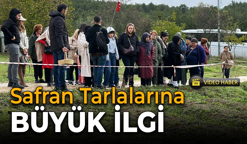 Safran Tarlalarına Ziyaretçi Akını