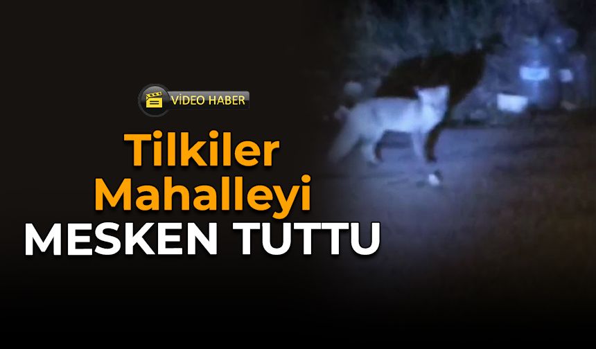 Aç Kalan Tilkiler Karabük’te Mahalleye İndi!