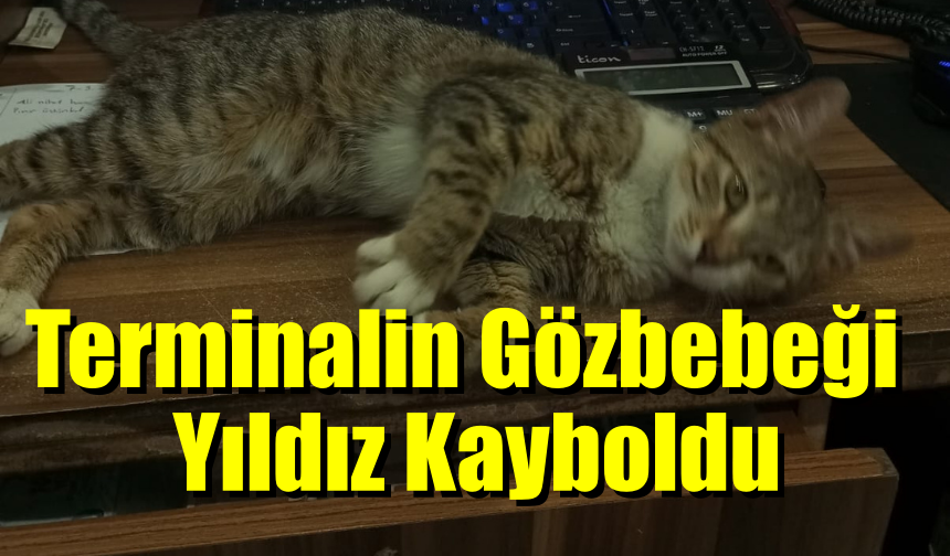 Terminalin Gözbebeği Yıldız Kayboldu, Aranıyor!