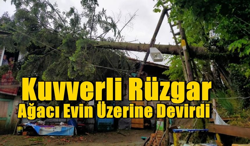 Şiddetli Rüzgar Ağacı Evin Üzerine Devirdi