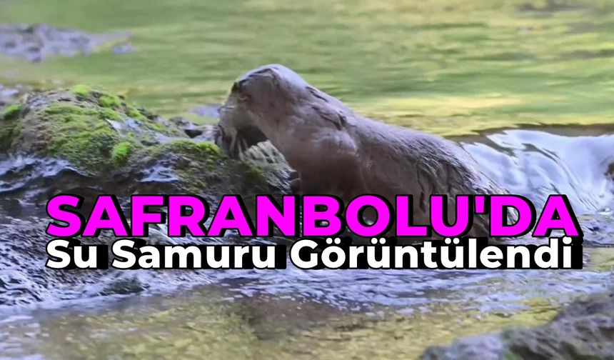 Su samuru avladığı yengeci yerken görüntülendi