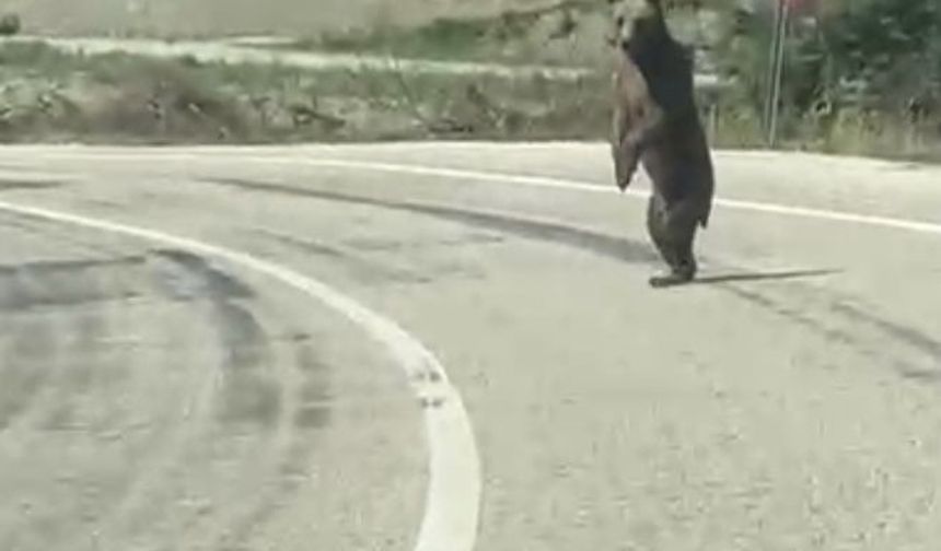 Bolu’da kara yoluna çıkan ayı cep telefonuna yansıdı