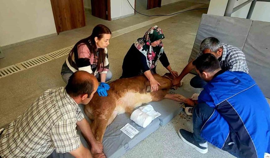 Doğum sırasında bacağı kırılan buzağı, başarılı ameliyatla hayata tutundu
