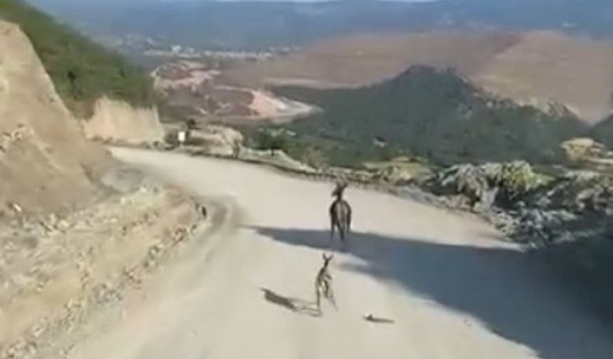 Kastamonu’da ayağı kırık yavru ceylan için ekipler harekete geçti