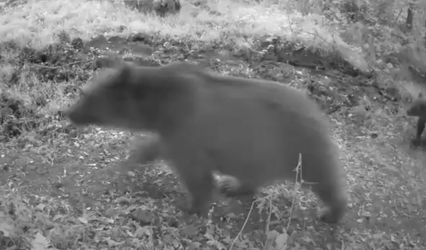 Bolu’da anne ayı ve 3 yavrusu görüntülendi