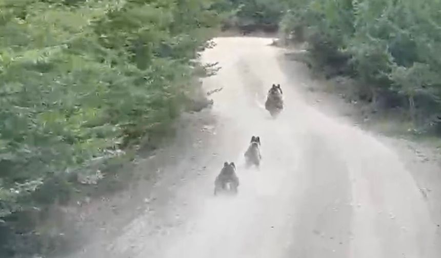 Seyir halindeki aracın önüne çıkan ayı ve yavruları kamerada