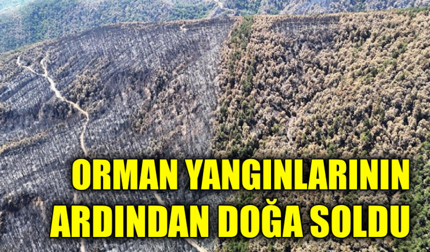 Karabük’te yangın sonrası ormanlar hazan rengine büründü