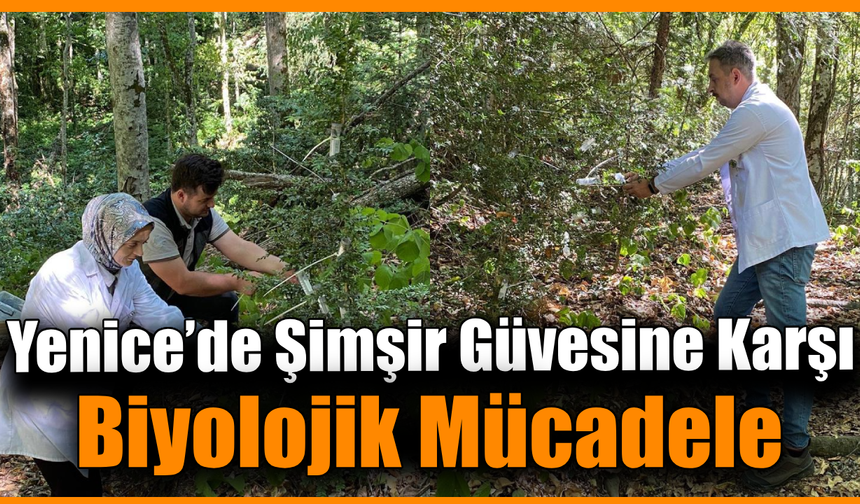Yenice ormanları faydalı böceklerle korunuyor